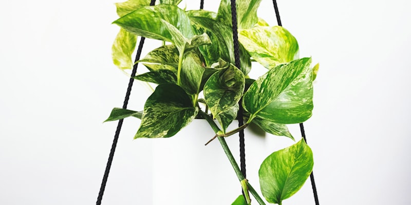 2026年世界杯小组赛阶段比赛场馆内景